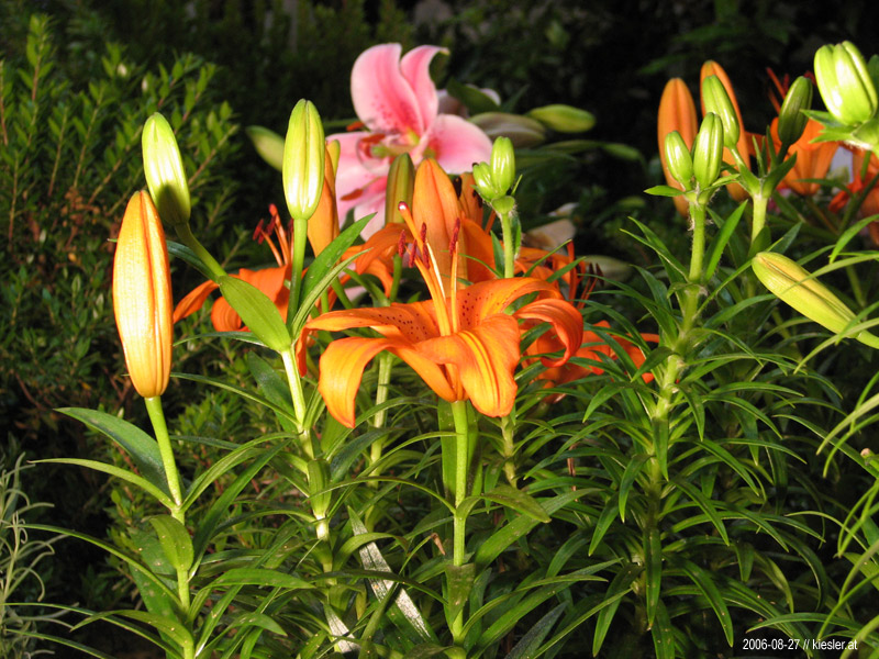 Lilies