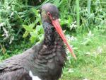 Black Stork