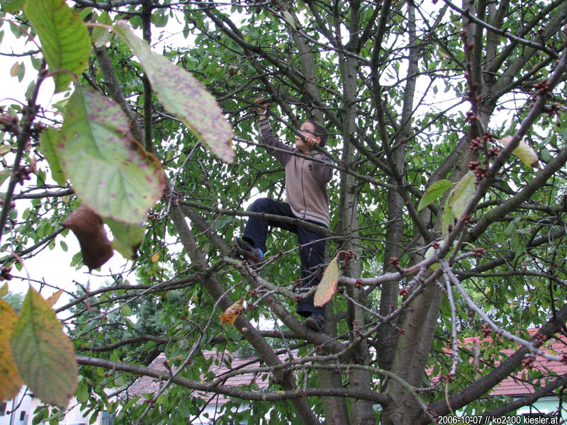 tree climber