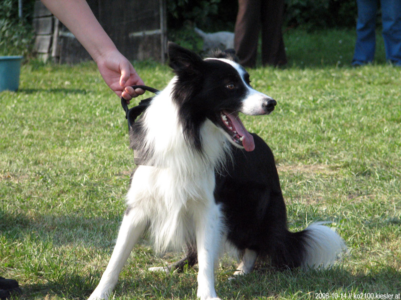 Border Collie