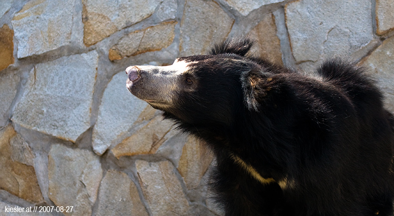 black bear