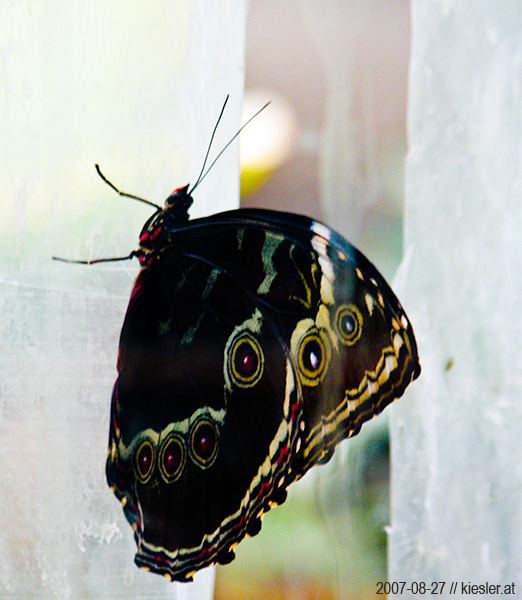 butterfly