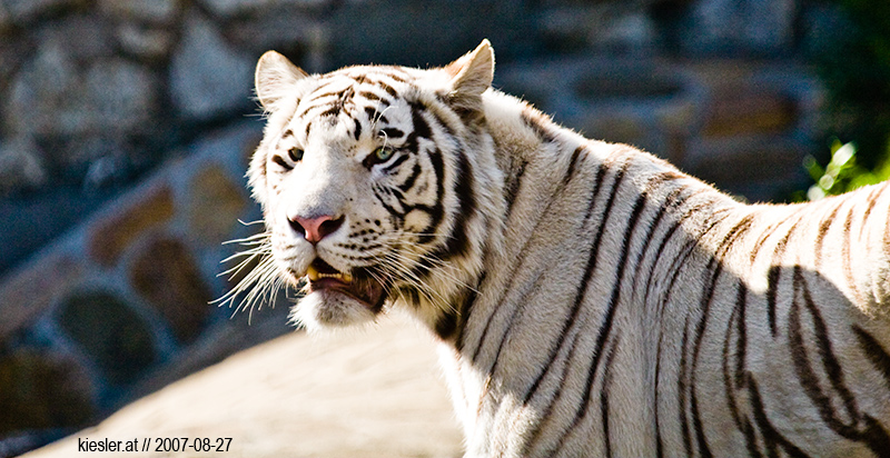 white tiger 1