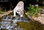 white tiger 2