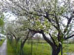 White blossoms